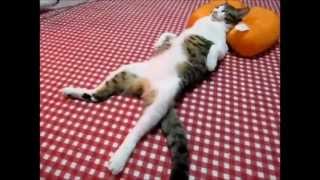 funny cats compilation 2012  