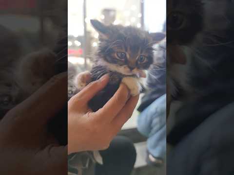 Counting Down to Cats Day! 😻#cat #cute #niceday