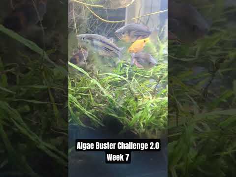 Algae Buster Challenge 2.0 Week 7 