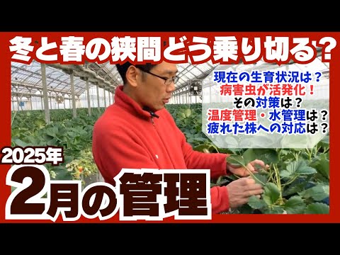 【いちご栽培】2025年2月の管理 【ポイントはメリハリ管理！】