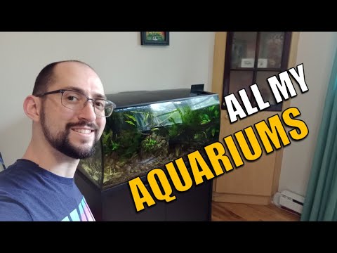 Showing you all my aquariums! In this short video I am doing a much needed tour of all the aquariums that I own to show you how th