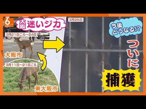 【捕獲の後はどうなる?】“大阪の迷いジカ” 奈良県知事は「受け入れられない」 大阪市長は「殺処分は全く検討していない」受け入れ先の検討進む