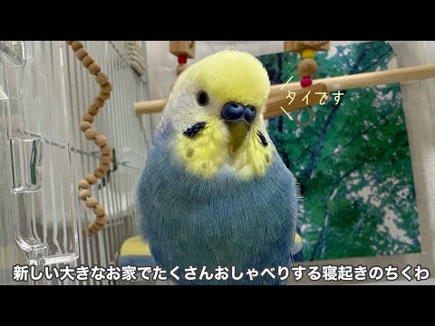 #196 新しい大きなお家でたくさんお喋りするかわいいちくわ セキセイインコ 男の子 4歳