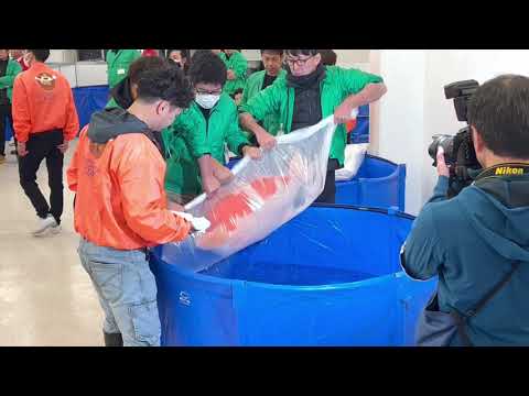 Grand Champion 54th All Japan Koi Show - Behind Th 54th AJKS @ Tokyo Ryutsu Centre - 26th, 27th & 28th January 2024.

Go behind the scenes for a few mi