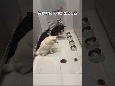 動物たちの待ち方に注目！個性豊かな5匹のかわいい瞬間 サムネイル