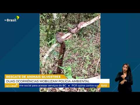 DF | Resgate de animais silvestres mobiliza polícia ambiental