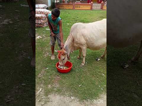 Jai Gao Mata 🐄🐮