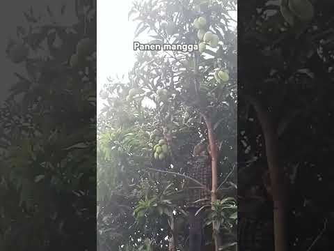 panen mangga #shorts #budidayatanaman #berkebun #pertanian #buah #harvest #mango #viral #fruit