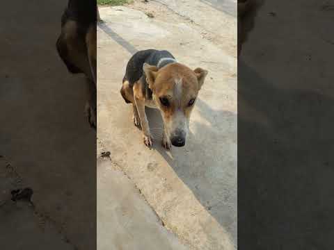 #kutta video dikhao maja a jaaye aur kutta ka #shortvideo # wala #comedy #funny🐕