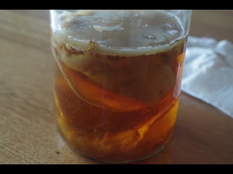Using SCOBY for Kombucha and as cheap protein feed for chickens ep 59