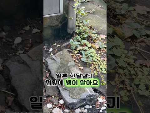 <strong>일본</strong> 한달살기 집앞에 뱀이 살아요🐍