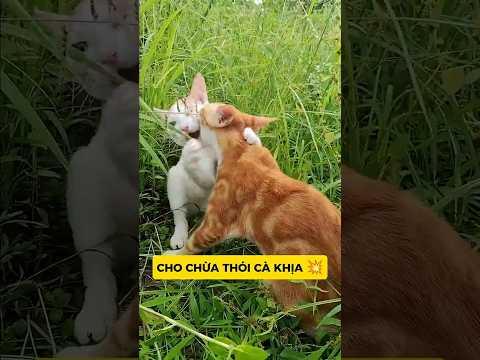 MÈO ĐIÊN BỊ TRÊU? Ờ, RỒI ĐÓ… HẬU QUẢ KHÓC THÉT 😼💥#meo #vutrudramameo #funny #haihuoc #xuhuong