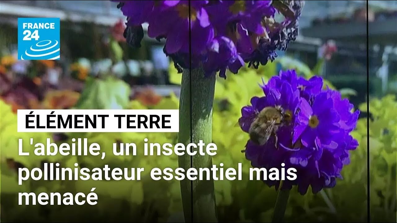 Déclin des abeille : un fléau aux causes multiples avec de lourdes conséquences • FRANCE 24