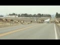 Elk herd in Montana