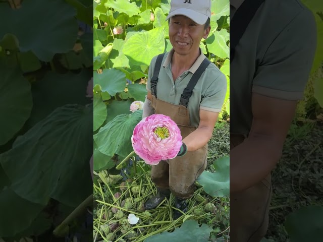 Lotus bud artificial opening process