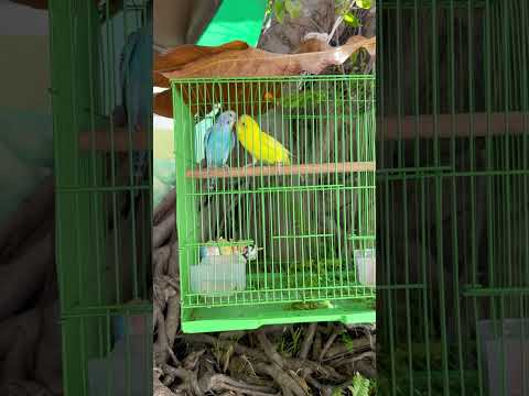 Cặp chim yến phụng #pets #cute #birds #lovely #relaxing #shorts #happy #mylove