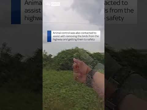 Police escort ducks across highway