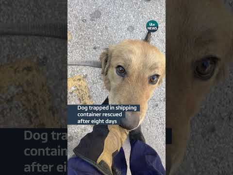 Dog trapped in shipping container rescued after eight days#itvnews #news #animals #rescue
