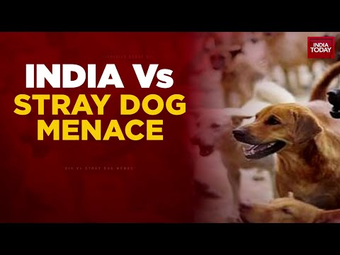 India Today Probe: Negligence At Delhi Animal Centre Run By NGO With History Of Cruelty | Delhi News