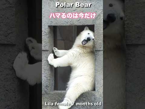 【額縁のこぐま】リラちゃんスッポリ #Polarbear #ホッキョクグマ #shorts
