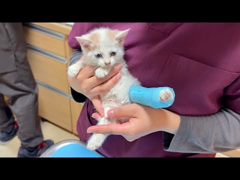 怪我してた生後１ヶ月の子猫を病院に連れて行ったら悲しい事実が発覚しました。