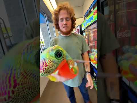 Can We Win The Snake 🐍 From The Walmart Claw Machine?