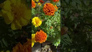 Beautiful marigold flowering group. October 18, 2025. #flowers #garden