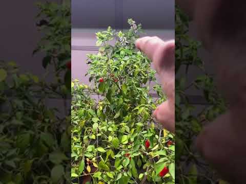 Garage makeshift #greenhouse - Plants I saved from frost