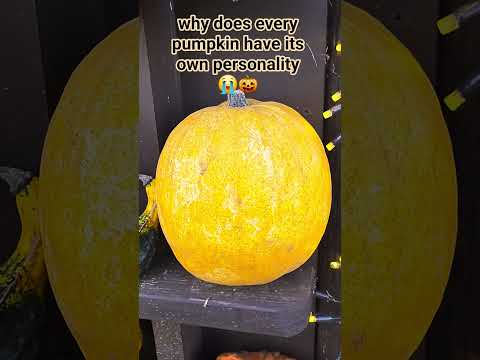 These pumpkins look like they’re all having a bad day 💀#pumpkinseason  #farmtok #funnyuk #relatable