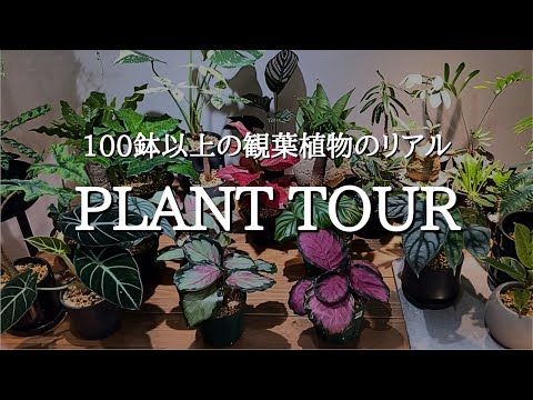 【100鉢超】観葉植物ガチ勢のプラントツアー | 失敗やおすすめ植物、園芸アイテムまで全て正直に紹介
