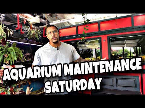 AQUARIUM MAINTENANCE SATURDAY!! AQUARIUM MAINTENANCE SATURDAY!!

What’s up YOUTUBE FAM! I have another video for you!! It’s aqua