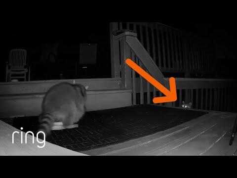 Raccoons Fight Over Cat Food on a Family’s Deck | RingTV