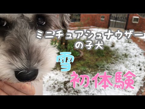 ミニチュアシュナウザーの子犬、初めての雪を見たら…どんな反応をする？