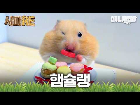 [#사파RE] 우리, 아무거나 먹지 않는다구요😎✨ 동물들의 고급진(?) 입맛을 만족시켜줄 음식은 과연? #TV동물농장 #AnimalFarm #애니멀봐