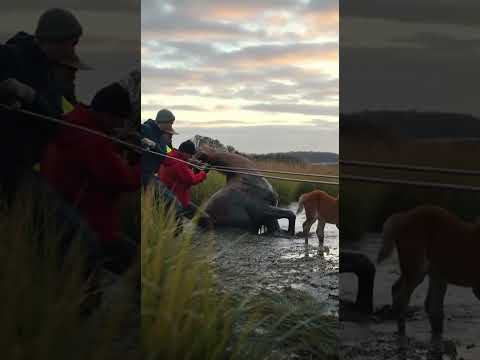 Heart-Stopping Horse Rescue!