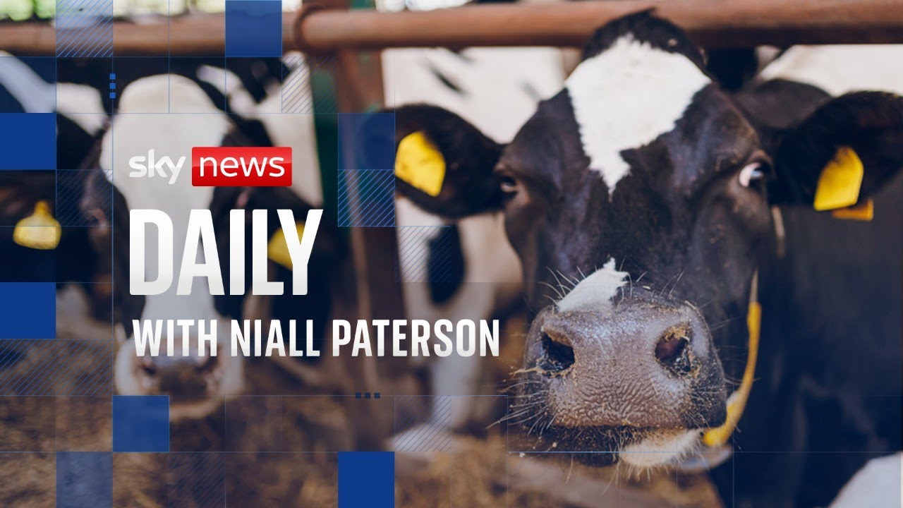 Cool cows: The cattle challenging climate change