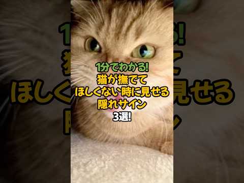 【要注意】猫の「触らないで」と言ってるサイン3選!🐾1分で解説! #shorts #猫 #雑学