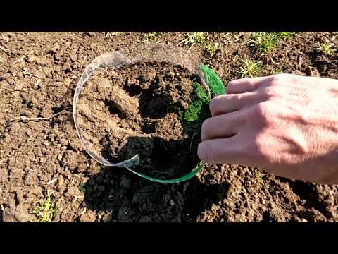 Vaddisznó lábnyom jellemzői és kiöntése gipsszel