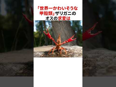 「世界一かわいそうな甲殻類」ザリガニの雑学 #shorts