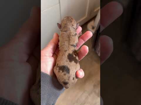 Newborn tiny Schnoodle puppy