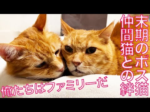 女王猫たち、末期のボス猫の元に結束する The bond between boss cats