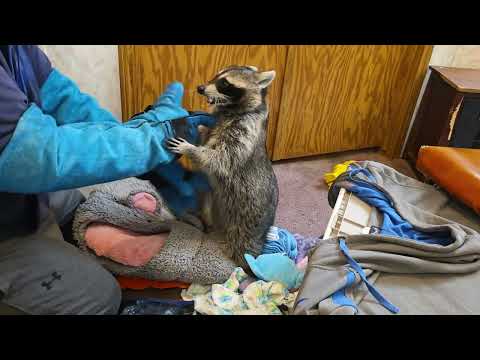 WRESTLING WITH TIGGER THE RACCOON ♥️🦝 Raccoon Gone Wild! 