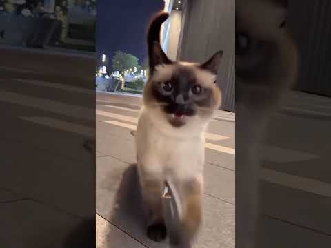 Funny cat video funny animals videos pets funny #funnycat #funnyanimals #cutecat #cats #funnypets