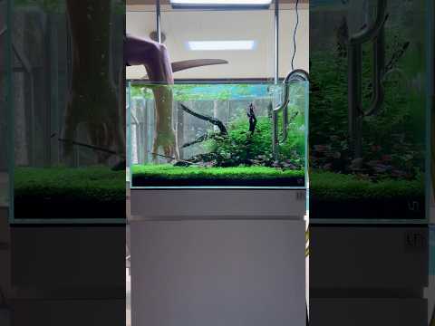 I can’t control the carpet. It grows too fast #y 