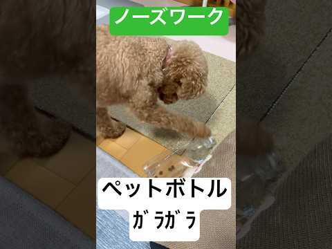 【トイプードル】ペットボトルｶﾞﾗｶﾞﾗ【ノーズワーク】 #トイプードル #トイプー #癒し #toypoodle #犬のいる生活 #プードル #可愛い #犬のいる暮らし #ノーズワーク
