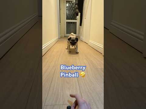 Pug vs Blueberries! 🤣 Mission Impuggable… #pugs #dogs #shorts