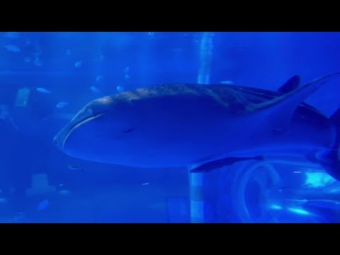 完全復活のとじま水族館のジンベエザメ【The beautiful whale shark at Notojima Aquarium】