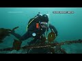 Divers fight to save Californias kelp forests threatened by warming ocean waters