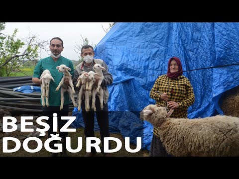 Merinos Kırması Koyunu, Beşiz Doğurdu