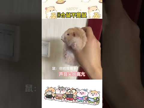 Have you understood these several calls of hamsters# #Novice hamsters#Daily sharing of rat